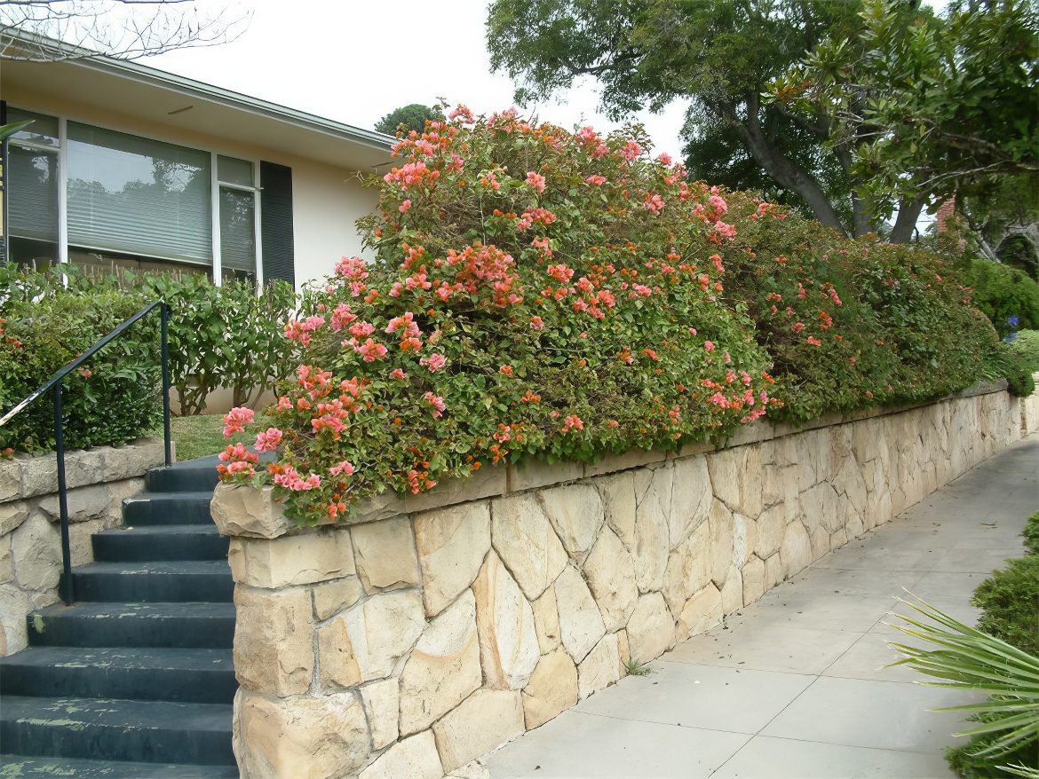 Neatly Trimmed Privacy Hedge