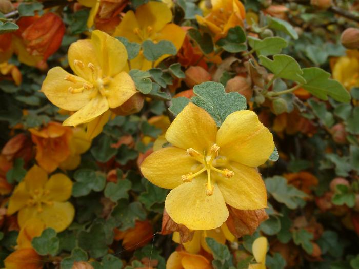 Plant photo of: Fremontodendron 'El Dorado Gold'