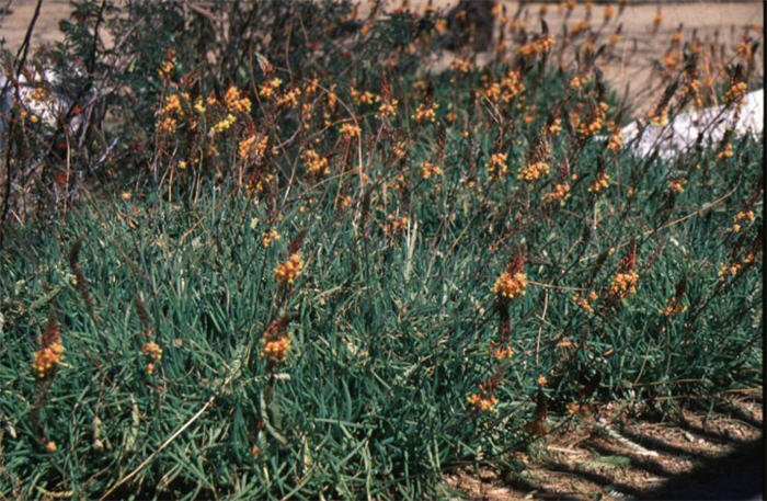 Plant photo of: Bulbine frutescens 'Hallmark'