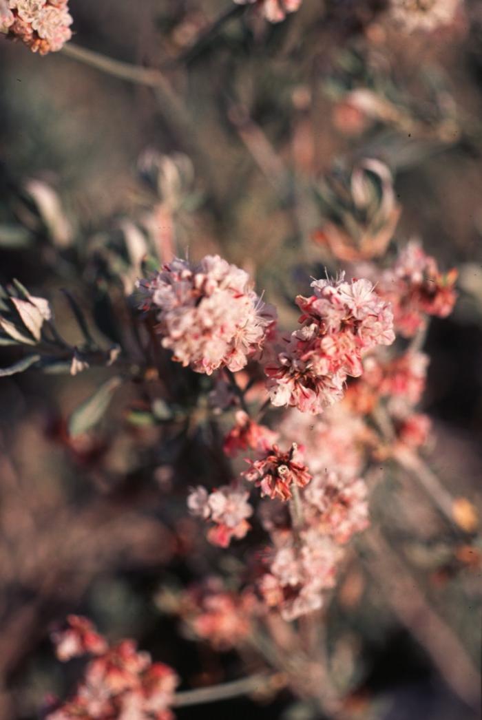 Plant photo of: Eriogonum wrightii