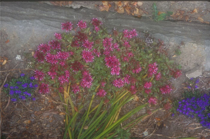 Plant photo of: Sedum spurium 'Dragon's Blood'