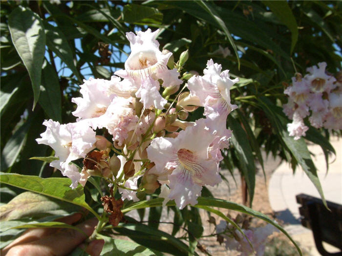 Plant photo of: Chitalpa tashkentensis