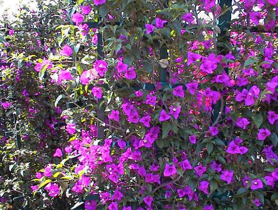 Plant photo of: Bougainvillea cultivars