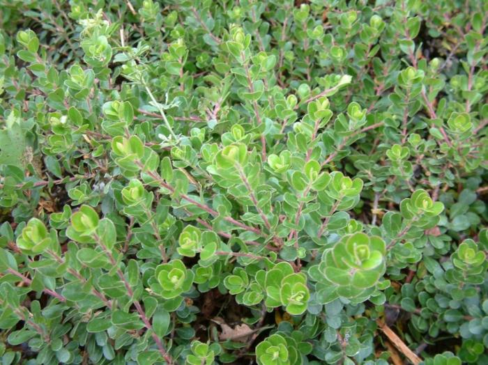 Plant photo of: Arctostaphylos uva-ursi 'Point Reyes'