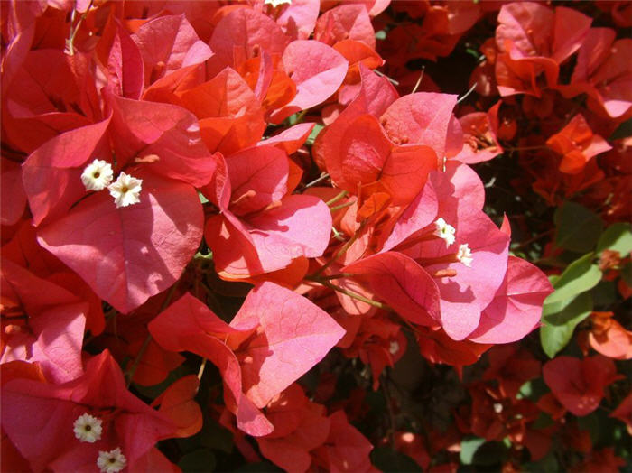 Plant photo of: Bougainvillea 'Rosenka'