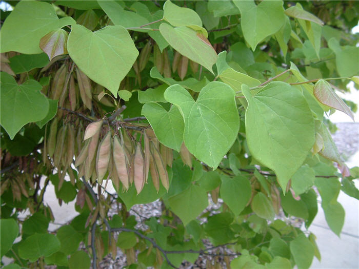 Plant photo of: Cercis canadensis