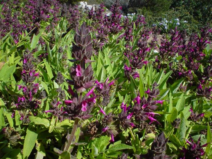 Plant photo of: Salvia spathacea