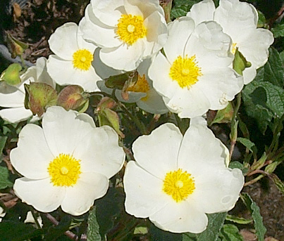 Plant photo of: Cistus X hybridus