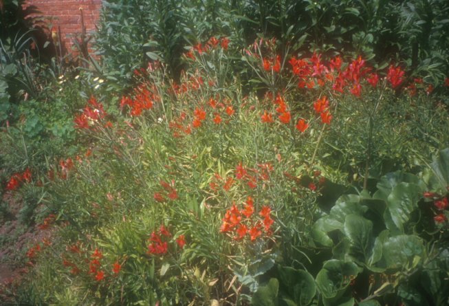 Plant photo of: Alstroemeria ligtu hybrids