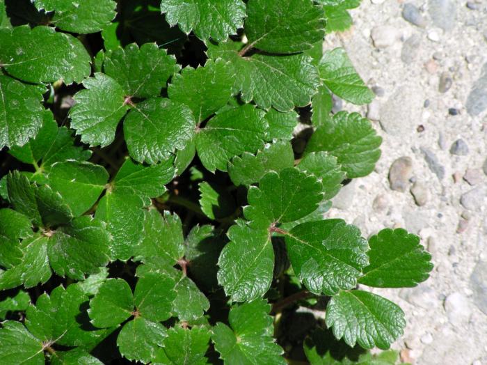 Plant photo of: Fragaria chiloensis