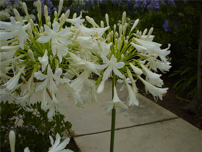 Plant photo of: Agapanthus 'White'