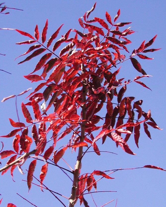 Red Push Pistache Tree