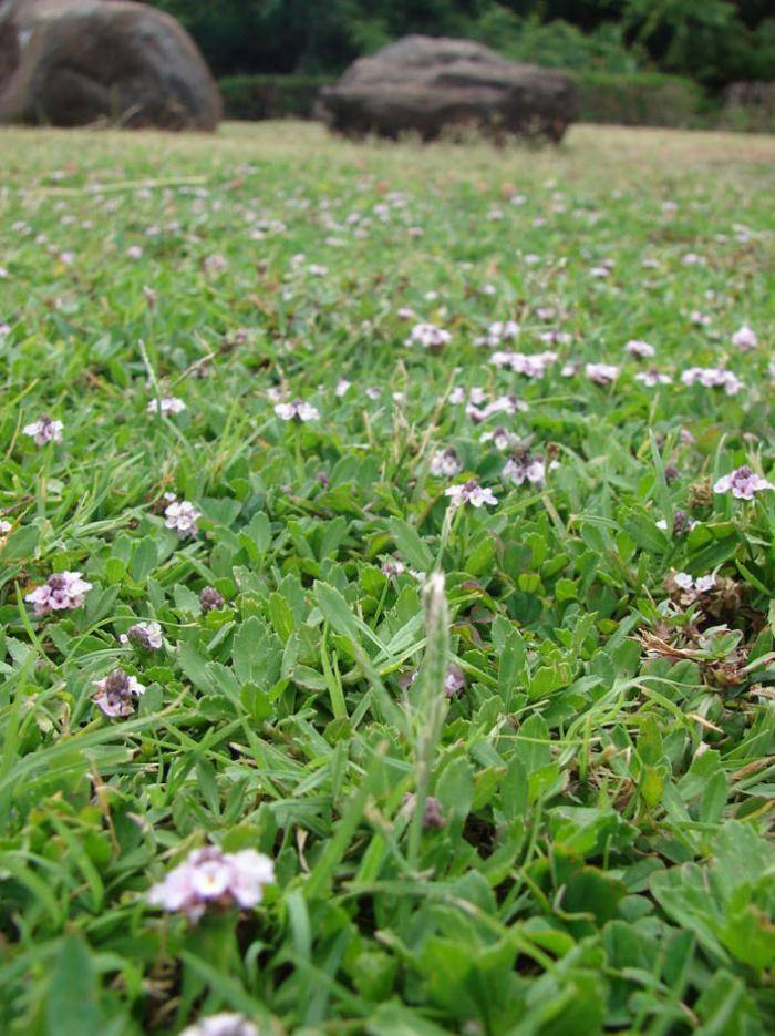 Plant photo of: Lippia nodiflora