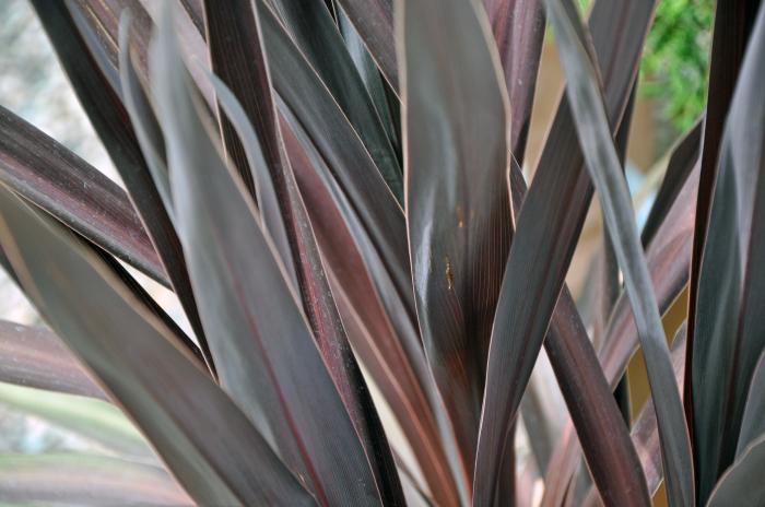 Plant photo of: Cordyline baueri