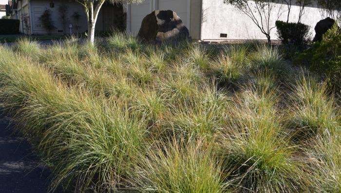 Plant photo of: Muhlenbergia rigens