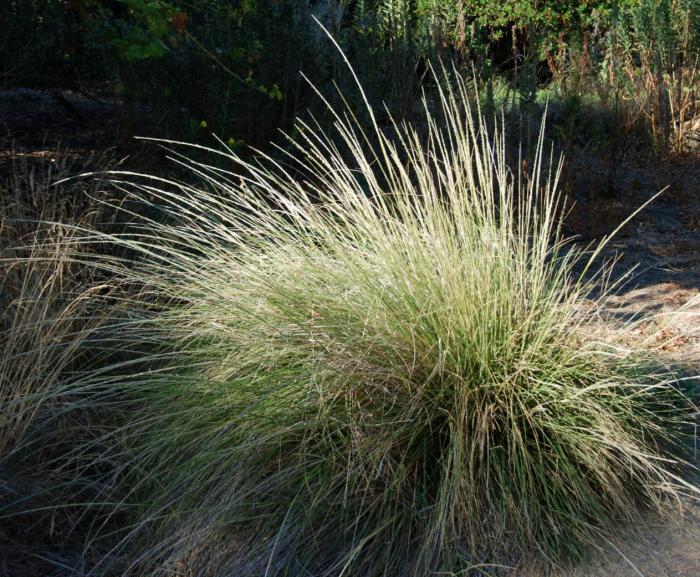 Plant photo of: Muhlenbergia rigens