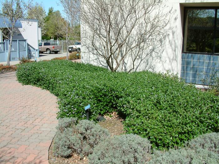 Plant photo of: Ceanothus griseus hor. 'Yankee Point'