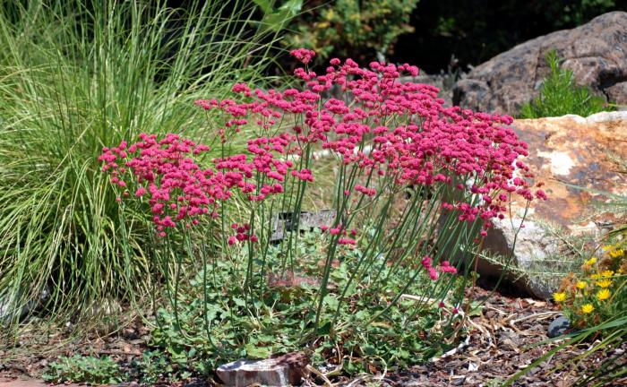 Plant photo of: Eriogonum grande rubescens