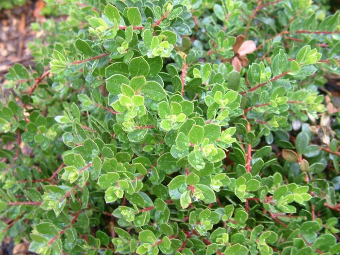 Plant photo of: Arctostaphylos 'Emerald Carpet'