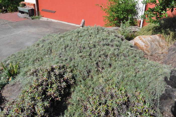 Plant photo of: Artemisia californica 'Canyon Gray'