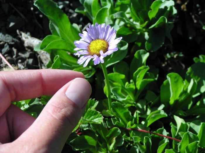 Plant photo of: Erigeron glaucus