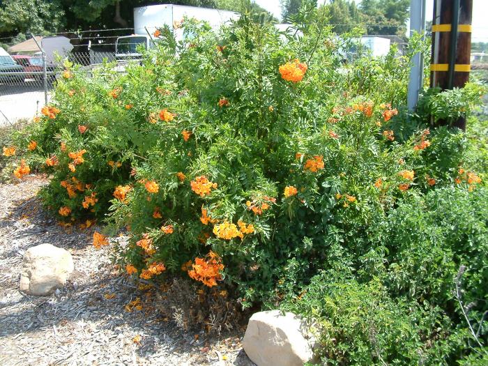 Plant photo of: Tecoma capensis