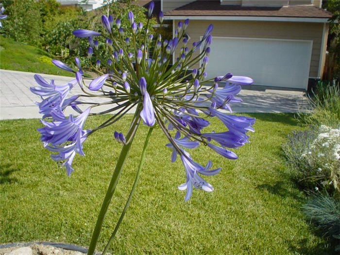 Plant photo of: Agapanthus hybrids