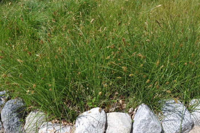 Plant photo of: Carex praegracilis