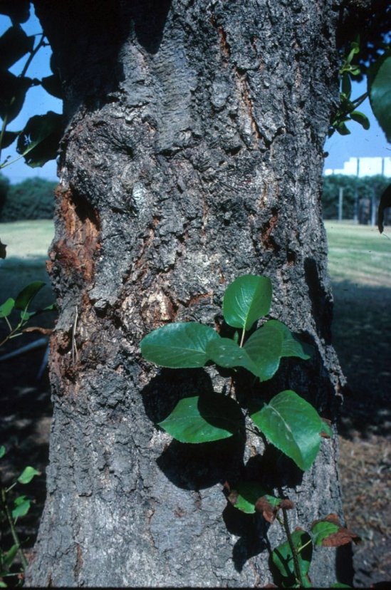 Plant photo of: Alnus cordata