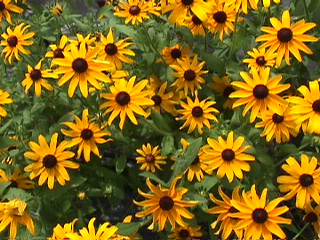 Plant photo of: Rudbeckia hirta