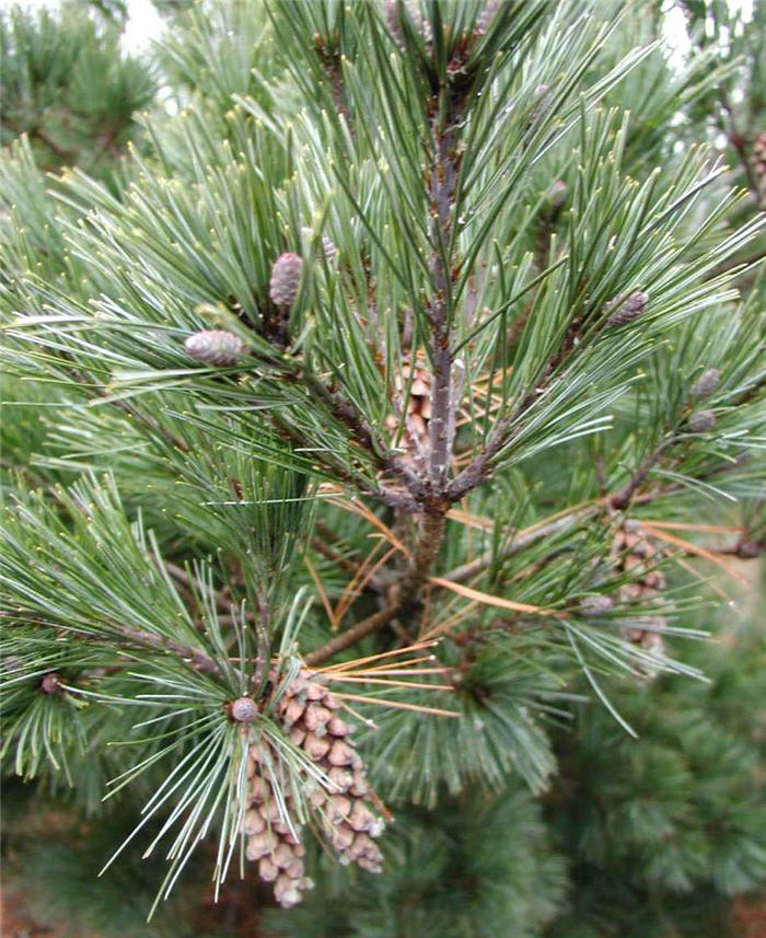 Plant photo of: Pinus strobus 'Nana'