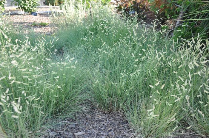 Know Your Natives A Pictorial Guide To California Native Grasses My