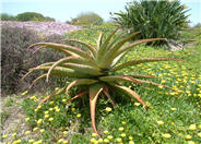 Bitter Tree Aloe