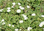 White Trailing Ice Plant