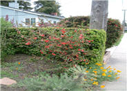 Japanese Flowering Quince