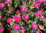 Trailing Ice Plant