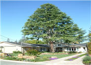 Atlas Cedar