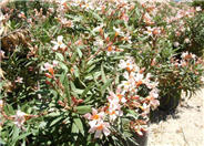 Petite Salmon Oleander