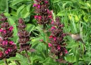 Hummingbird Sage, Pitcher Sage