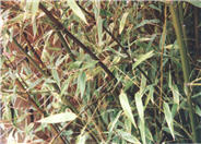 Black  Bamboo