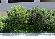 Pacific Wax Myrtle