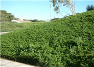 Huntington Carpet Rosemary