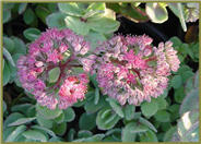 Autumn Joy Sedum