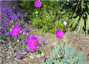 Rock Purslane