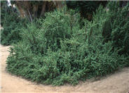 Elephant's Food, Elephant Bush