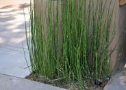 Horsetail Reed