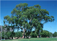 Lemon Scented Gum