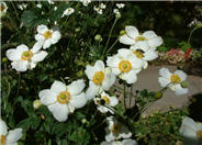 Japanese anemone