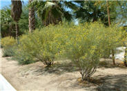 Feathery Cassia or Senna