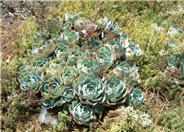 Hen and Chicks